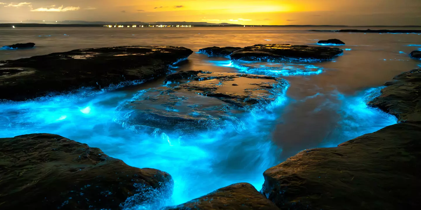 Bioluminescence en Australie