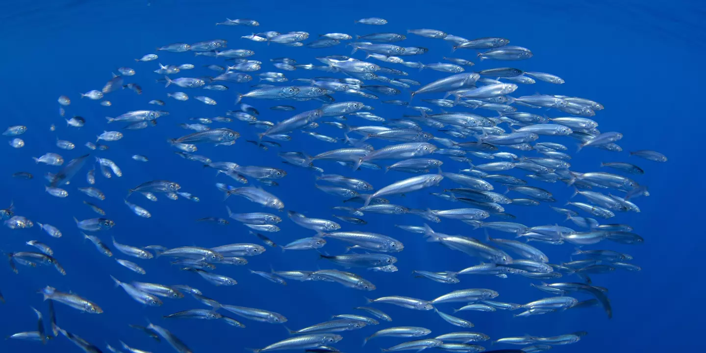 Balle de sardines près de la surface