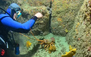 Suivi d'abondance de la langouste rouge en plongée le long de transects.