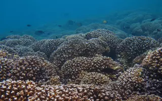 L’un des projets retenus concerne l’adaptation des coraux du Pacifique face au changement climatique