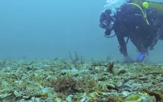 Inspection d’un banc naturel d’huitres plates en cours de restauration en baie de Quiberon