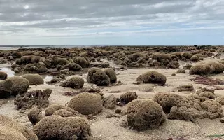 L'hermelle est une espèce architecte, qui construit ses récifs à partir de simples grains de sable