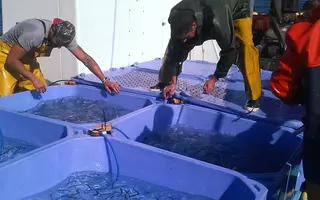 Plusieurs centaines de sardines ont été prélevées en mer avec l'aide des pêcheurs professionnels