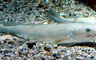 Un merlu de l’aquarium Finisterrae à La Corogne (Espagne)