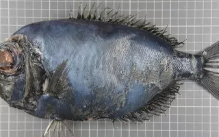 Un poisson exotique, la Dirette de parin, a été signalé en mer de Norvège à la limite du cercle polaire. Une observation à relier au dérèglement climatique.