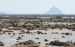 Dans la Baie du Mont-Saint-Michel, les récifs créés par les hermelles occupent plus d’une centaine d’hectares et culminent à plus de 2 mètres de haut, ce qui en fait la plus grande construction animale d’Europe