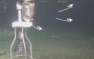 Les bulles de gaz observées ici par le robot sous-marin Victor 6000 ont été échantillonnées et analysées indiquant qu’il s’agissait de méthane microbien