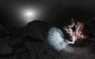 Branche de corail capturée dans le canyon de Lacaze-Duthiers, au large des côtes méditerranéennes, lors de la campagne CALADU 2019