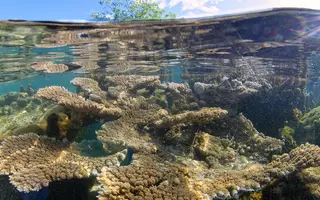 Coraux sous la surface de l'eau (Vairao, Tahiti)