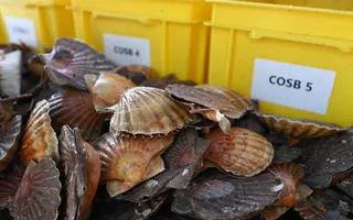 coquilles Saint-Jacques lors d'une campagne d'évaluation en baie de Saint-Brieuc