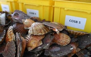 coquilles Saint-Jacques lors d'une campagne d'évaluation en baie de Saint-Brieuc