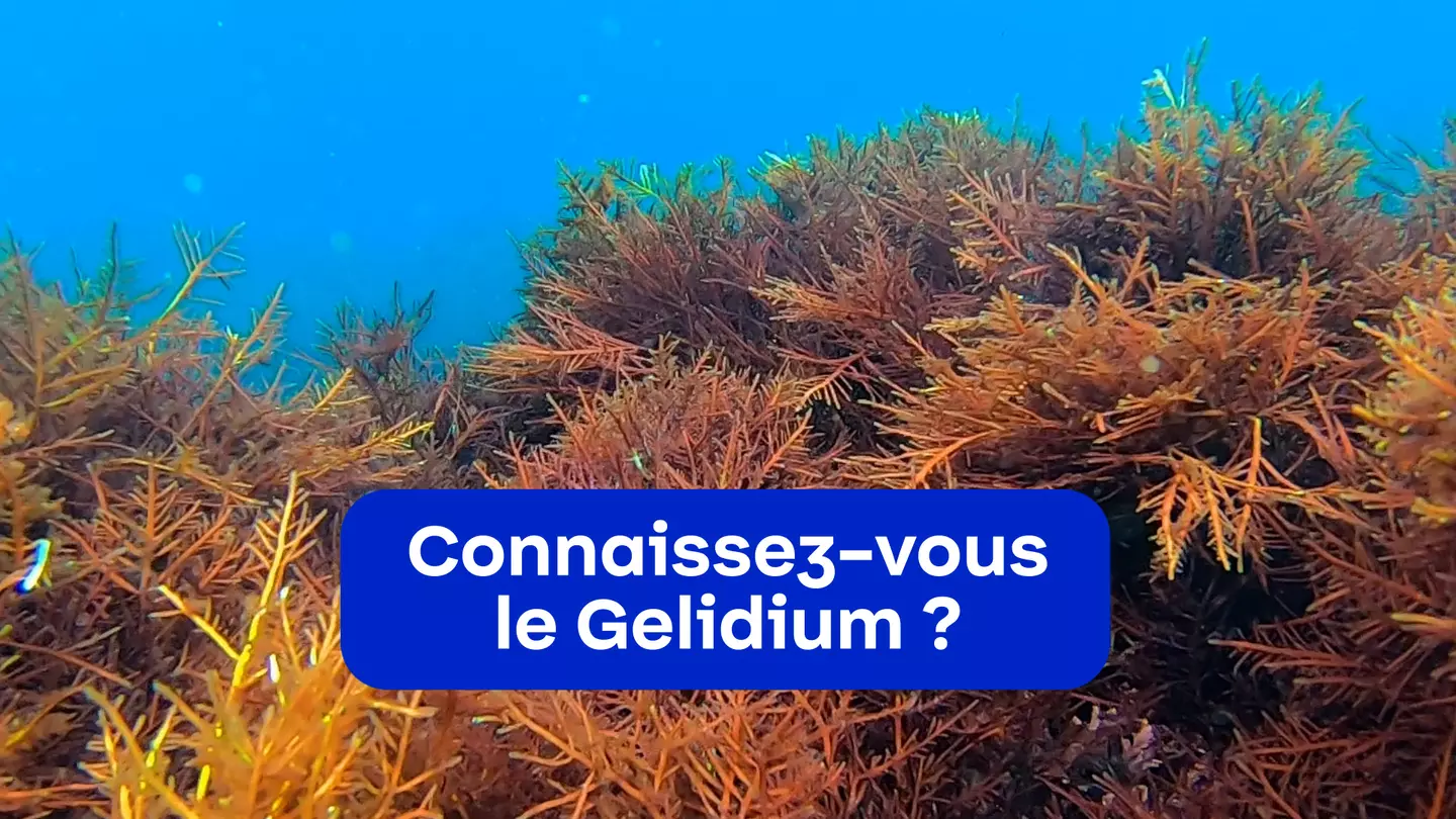 Connaissez-vous le Gelidium ?