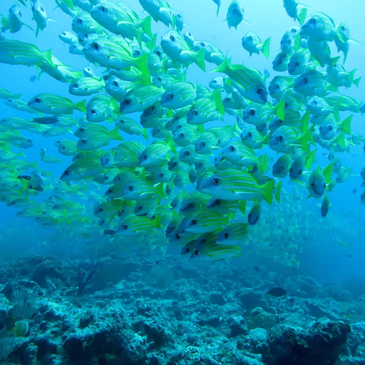 Photo prise dans la mer d'un banc de poissons