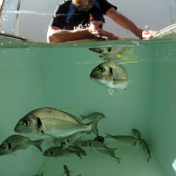 Poissons dans un petit bassin rempli d'eau avec une personne au dessus du bassin