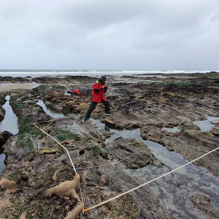 Le projet de recherche REEHAB  (REEf HABitat) étudie le rôle écologique des récifs d'hermelles dans les écosystèmes marins et cherche à comprendre leur distribution sur les côtes françaises et européennes. Crédit : Ifremer, Stanislas DUBOIS.