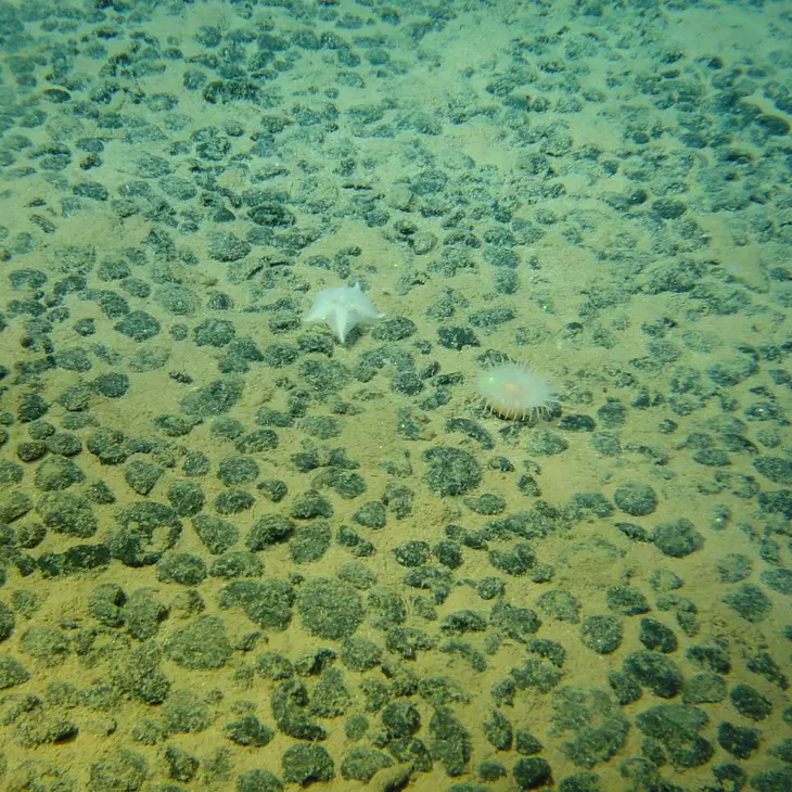 Nodules polymétalliques observés lors de la campagne Nodinaut