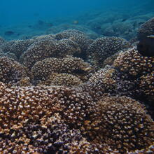 L’un des projets retenus concerne l’adaptation des coraux du Pacifique face au changement climatique