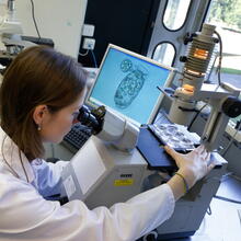 L’équipe du laboratoire Phycotoxine du centre Ifremer de Nantes est l’un des 10 laboratoires au monde capable de cultiver Dinophysis. L’équipe cherche à pour comprendre les interactions entre Dinophysis (à droite sur l’écran) et l’une de ses proies (en haut à gauche de l’écran).