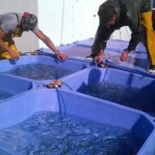 Plusieurs centaines de sardines ont été prélevées en mer avec l'aide des pêcheurs professionnels