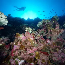 Plongée sur la biodiversité d'un récif corallien (Vairao, Tahiti).