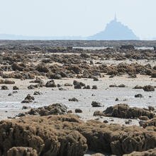 Dans la Baie du Mont-Saint-Michel, les récifs créés par les hermelles occupent plus d’une centaine d’hectares et culminent à plus de 2 mètres de haut, ce qui en fait la plus grande construction animale d’Europe