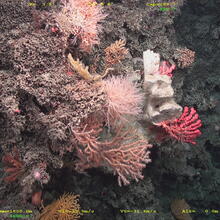 Récif corallien profond dans le golfe de Gascogne