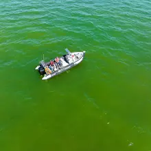 La microalgue Lepidodinium chlorophylium provoque une coloration verte de l'eau en baie de Vilaine