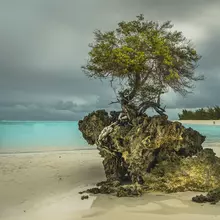 Récif corallien fossile sur une plage des Glorieuses