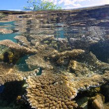 Coraux sous la surface de l'eau (Vairao, Tahiti)