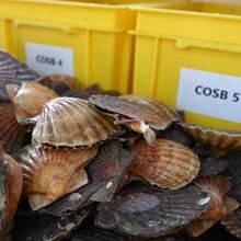 coquilles Saint-Jacques lors d'une campagne d'évaluation en baie de Saint-Brieuc