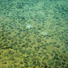 Nodules polymétalliques observés lors de la campagne Nodinaut