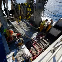 Tri de la pêche sur le Notre Dame De La Garde II, projet Obsmer