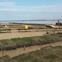 Opération échaudage des huîtres sur le parc de La Floride.