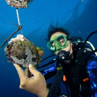 Aquaculture de l'huître perlière au Centre Ifremer de Tahiti : les nacres sont généralement élevées en chapelets accrochés entre 5 et 12 mètres de profondeur sur des filières ou des supports de sub-surface.