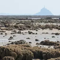 Dans la Baie du Mont-Saint-Michel, les récifs créés par les hermelles occupent plus d’une centaine d’hectares et culminent à plus de 2 mètres de haut, ce qui en fait la plus grande construction animale d’Europe