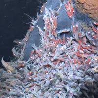 Rimicaris exoculata (adultes vers le bas et juvéniles, caractérisés par leur couleur rouge vif, sur le haut de la cheminée) prises en photo sur le mont hydrothermal de TAG, sur la dorsale médio-atlantique, durant la campagne Bicose 2