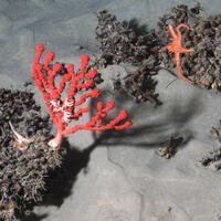 Coraux d'eau froide (Solenosmilia variabilis) dans le golfe de Gascogne