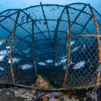 Photographie sous-marine du piège à poissons traditionnel pour la pêche locale avec de nombreux poissons trévalisés à l'intérieur de l'île Lipe, mer d'Andaman, Thaïlande.