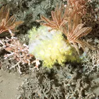 Récif corallien du canyon de la Petite Sole dans le golfe de Gascogne