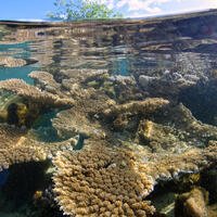 Coraux sous la surface de l'eau (Vairao, Tahiti)