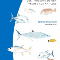 Guide d'identification des poissons de mer pêchés aux Antilles