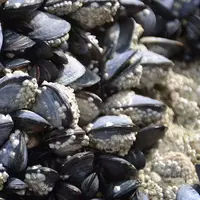 Moules sur la plage de Plouha, dans les Côtes-d’Armor en Bretagne.