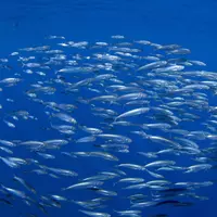 Balle de sardines près de la surface