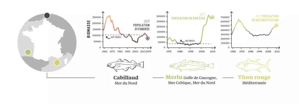 Évolution historique pour trois populations emblématiques, une effondrée, une en bon état, et une en reconstitution