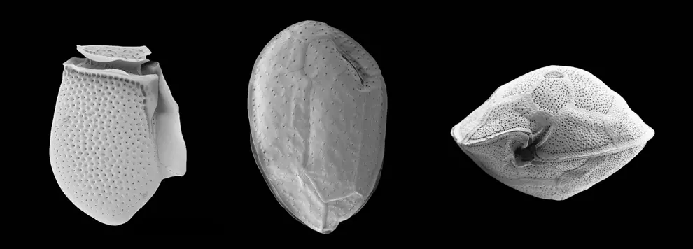 De gauche à droite : Dinophysis acuta, Ostreopsis cf. ovata et Gambierdiscus caribaeus. Ces trois microalgues toxiques ont des impacts sur la santé et les activités humaines