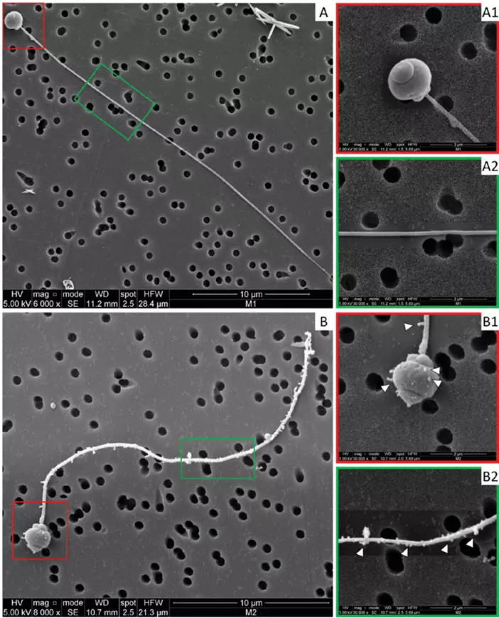 Figure : Observations par microscopie électronique à balayage de spermatozoïdes d’huître non exposés (A, A1, A2) ou après 1h d’exposition à des nano-billes de polystyrène de 50 nanomètres (concentration : 25 µg/mL)