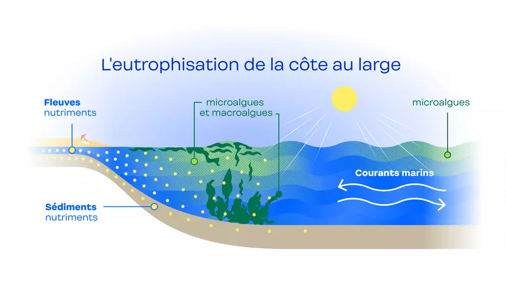 Carte "l'eutrophisation de la côte au large"