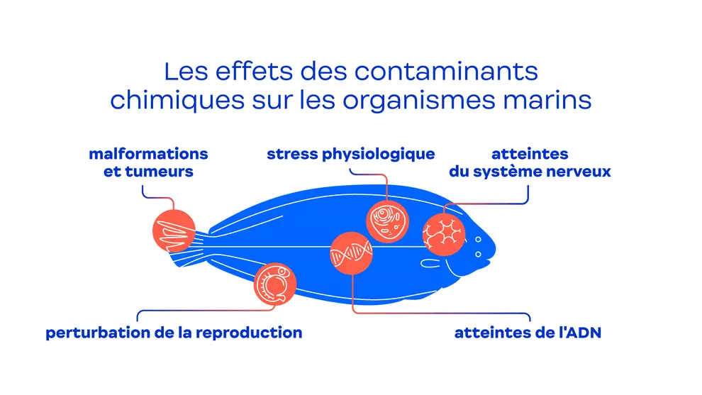 L’exposition aux contaminants chimiques peut impacter les espèces marines à différentes échelles, en affectant leurs fonctions biologiques.